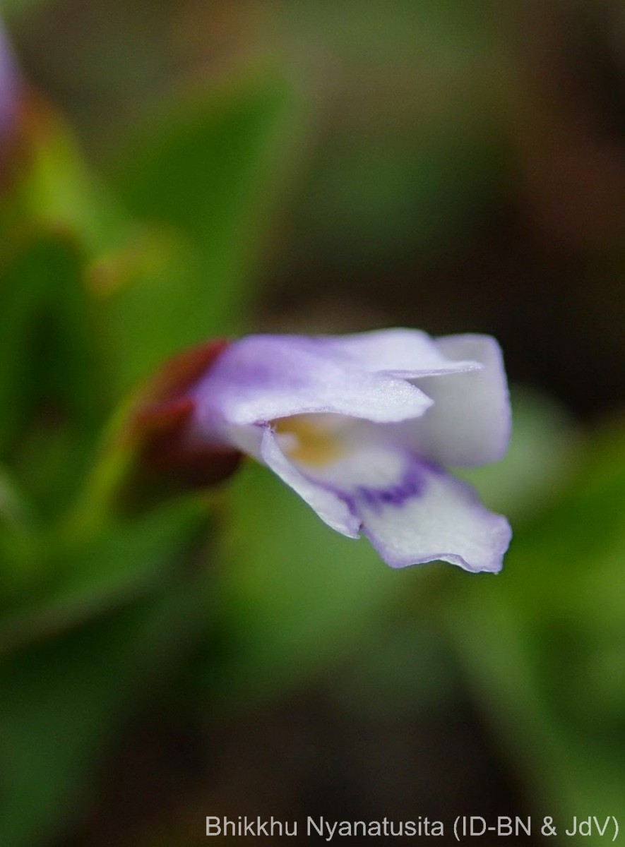 Torenia crustacea (L.) Cham. & Schltdl.